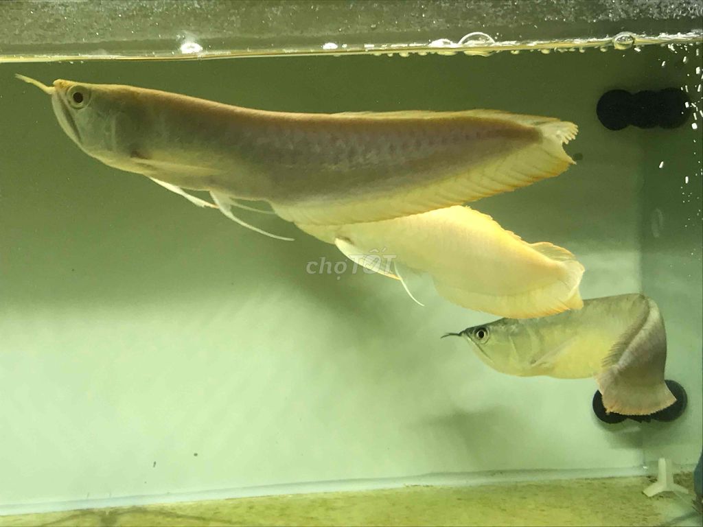 bán cặp abino tặng ngân bạc xệ 1 bên mắt 30cm. Mua bán Thú cưng khác tại Quận 11 Tp Hồ Chí Minh được đăng bởi THANH TÙNG hình 1