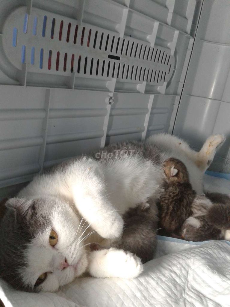 Mèo Anh lông ngắn đực 2 tháng. Mua bán Mèo tại Quận Hai Bà Trưng Hà Nội được đăng bởi nguyen khanh ngoc hình 1