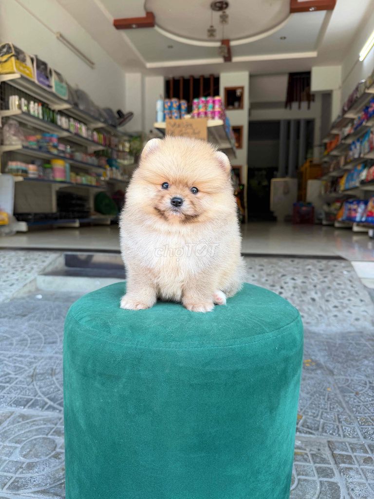 Pomeranian mặt gấu mini. Mua bán Chó tại Quận Liên Chiểu Đà Nẵng được đăng bởi DC PETHOUSE hình 1