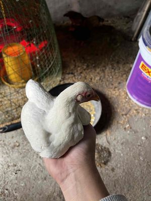 Gà tre mái nhạn bắc tít sắp so. Mua bán Gà tại Huyện Thuận Thành Bắc Ninh được đăng bởi Nguyễn Duy Thảo