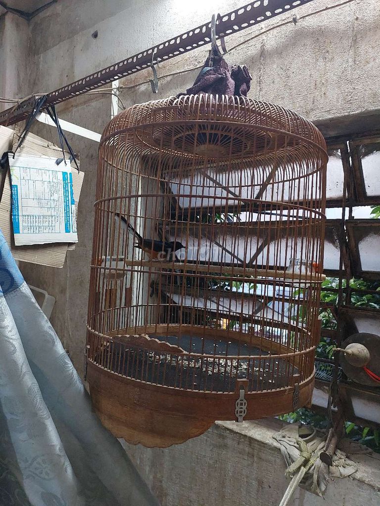 Tl. Mua bán Chim tại Quận Tân Phú Tp Hồ Chí Minh được đăng bởi Nguyễn  hình 1