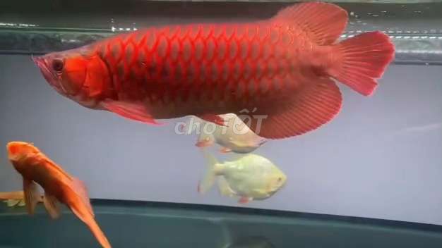 Cá Rồng Huyết Long 50cm Đỏ. Mua bán Thú cưng khác tại Quận 5 Tp Hồ Chí Minh được đăng bởi Tuấn Anh hình 1