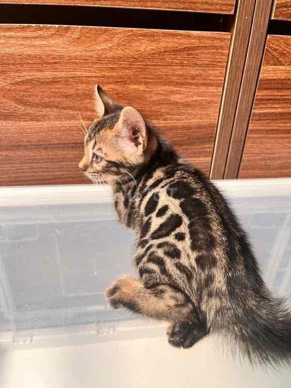 Tìm Mèo Bengal đực trưởng thành. Mua bán Mèo tại Huyện Ba Vì Hà Nội được đăng bởi Hạnh hình 1
