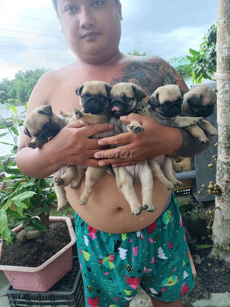 Pug nhà nuôi ạ. Mua bán Chó tại Quận 8 Tp Hồ Chí Minh được đăng bởi Pé Heo hình 2