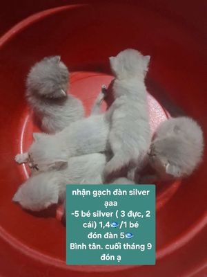 Mèo ALN ALD Đực Cái Xám Silver Tam thể