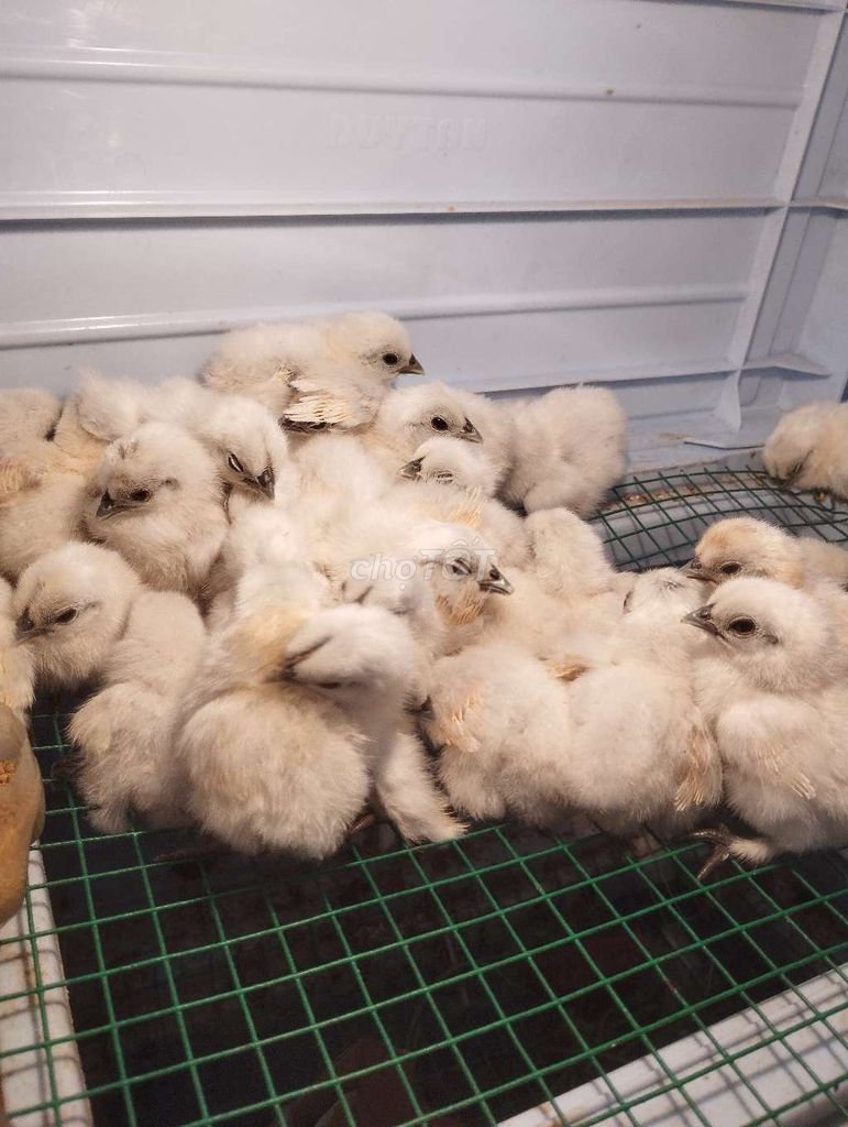 Gà ác con 1 tuần tuổi. Mua bán Gà tại Quận Bình Tân Tp Hồ Chí Minh được đăng bởi Nhật Trường hình 1