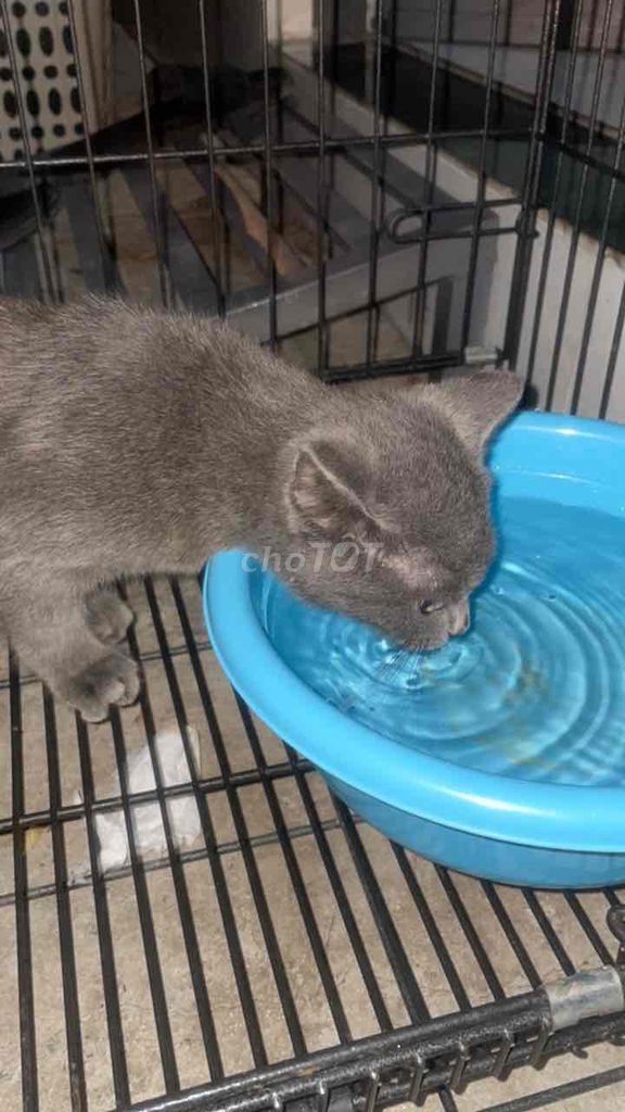 Mèo cảnh màu Xám. Mua bán Mèo tại Quận Ninh Kiều Cần Thơ được đăng bởi Gia Bảo  hình 1