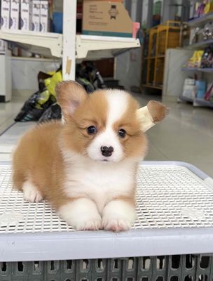 Chó Corgi con đã tiêm phòng