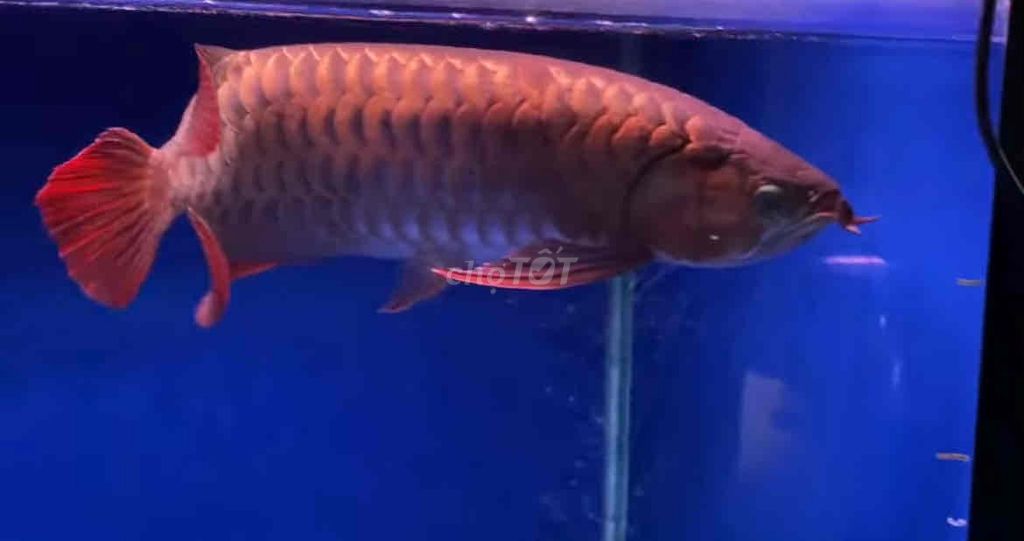 Cá Rồng Huyết Long 47-48cm Đỏ. Mua bán Thú cưng khác tại Huyện Châu Thành An Giang được đăng bởi DuyManh hình 1