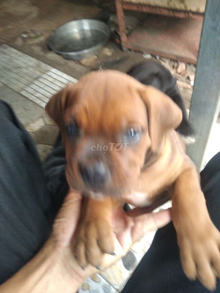 Chó lai Pitbull Rottweiler Ngao Ý 7 tuần. Mua bán Chó tại Thành phố Thủ Đức Tp Hồ Chí Minh được đăng bởi Le Hoathuan hình 2