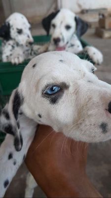 Chó Đốm mắt xanh ngọc nhìn ngầu ngầu như chó Sói