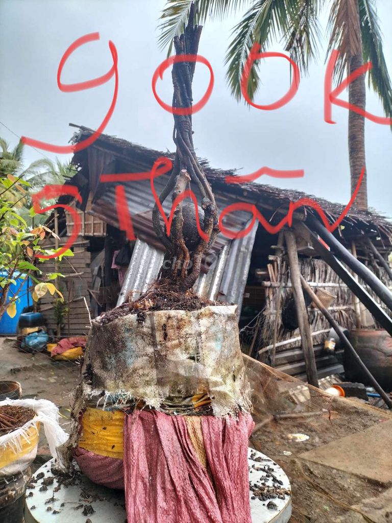 Mai vàng đế tự nhiên. Mua bán Cây cảnh, đồ trang trí tại Huyện Phụng Hiệp Hậu Giang được đăng bởi Ngọc hình 1