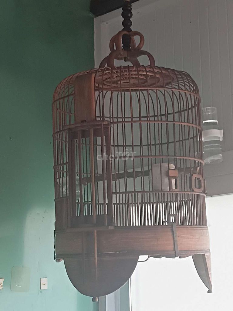 Chim Mun hót hay không tật lỗi. Mua bán Chim tại Quận Tân Phú Tp Hồ Chí Minh được đăng bởi Huỳnh Hùng hình 1