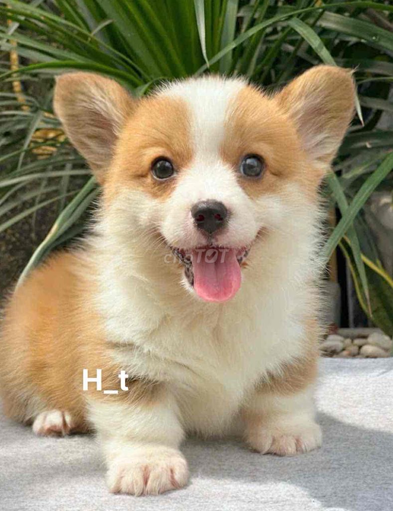 siêu phẩm vip corgi🥰🥰. Mua bán Chó tại Quận Bình Tân Tp Hồ Chí Minh được đăng bởi huỳnh thật  hình 1