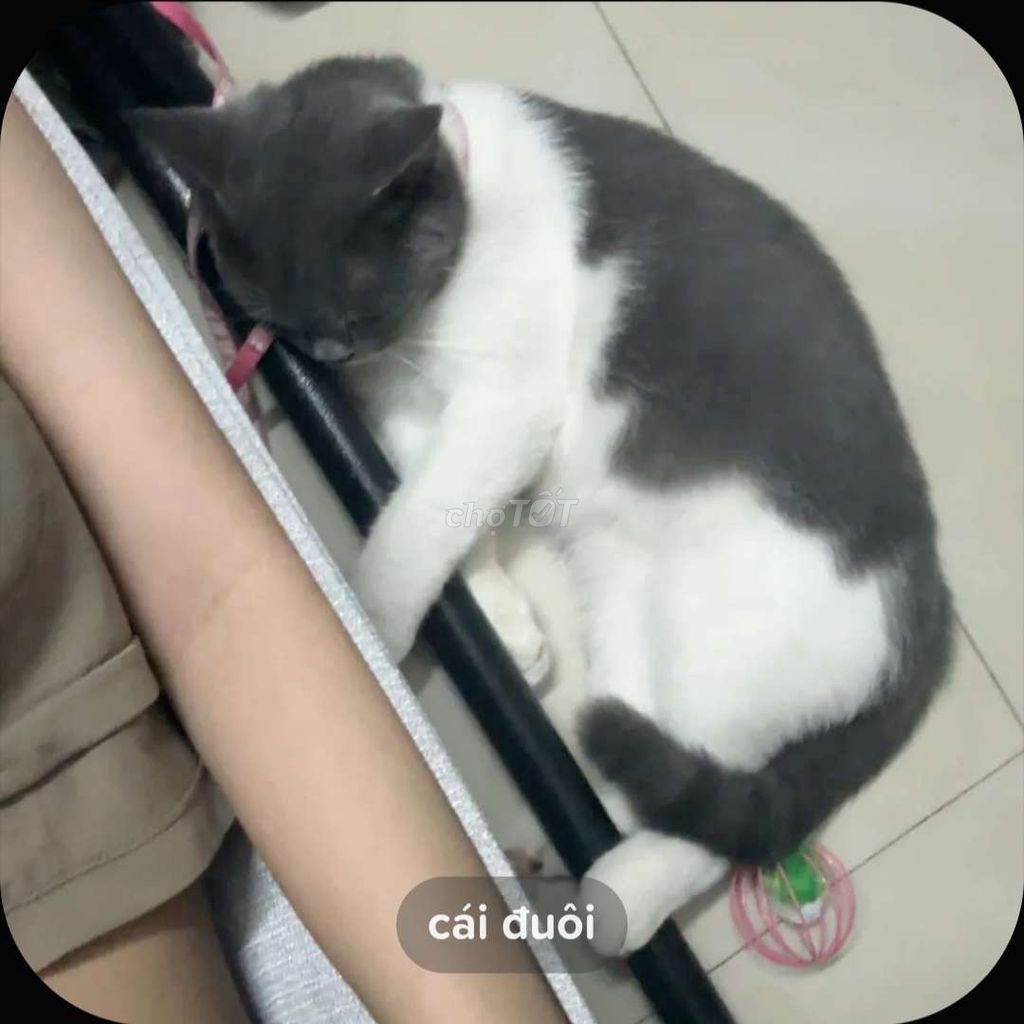 Mèo nhà Trắng xám Đầy đủ. Mua bán Mèo tại Quận 12 Tp Hồ Chí Minh được đăng bởi Nguyễn Thị Thùy Trinh hình 1