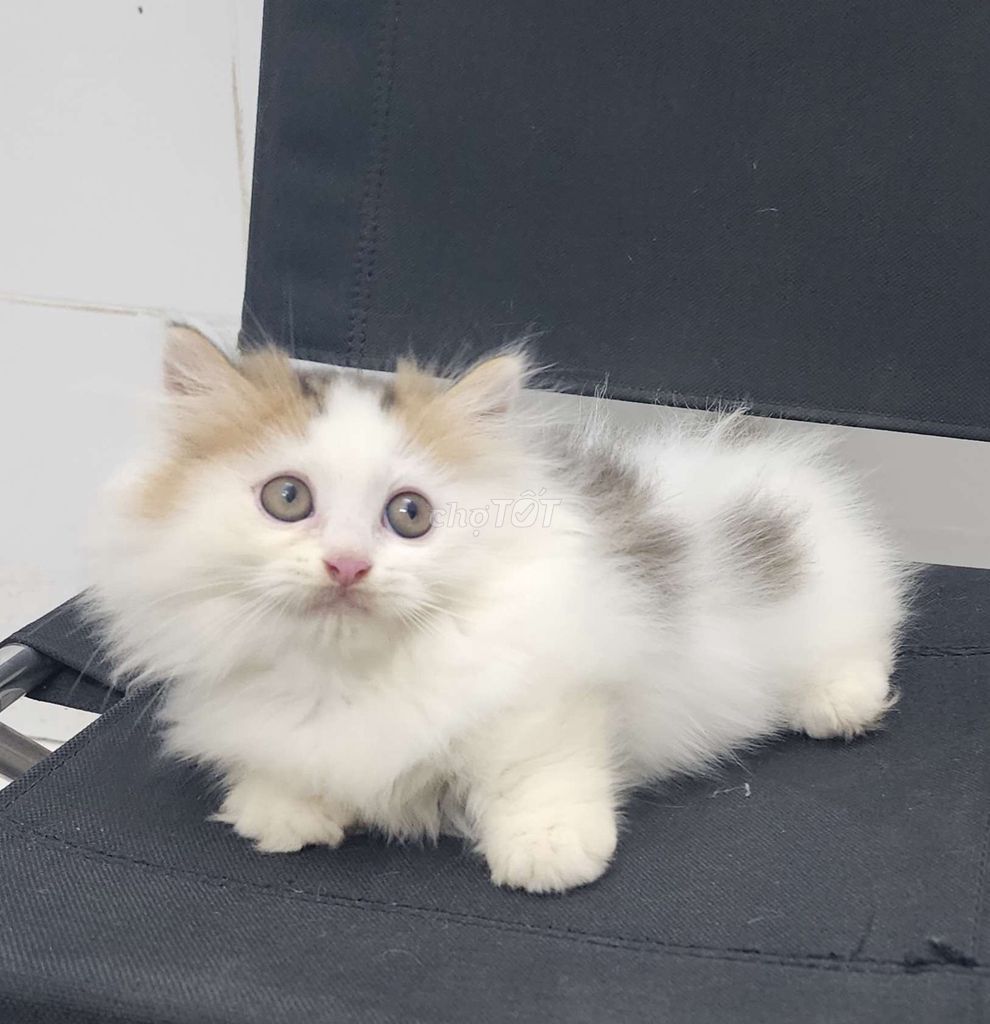 Mèo Anh lông dài chân ngắn Tam thể. Mua bán Mèo tại Quận Bình Tân Tp Hồ Chí Minh được đăng bởi Tính Bánh Xèo hình 1