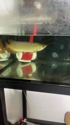Thanh Lý Cặp Huyết Long Kèm Hồ. Mua bán Thú cưng khác tại Thành phố Thủ Đức Tp Hồ Chí Minh được đăng bởi TRƯỜNG