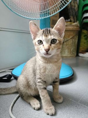 Tìm Nhà Mới Cho Bé mèo. Mua bán Mèo tại Quận 11 Tp Hồ Chí Minh được đăng bởi Thuy Nguyen