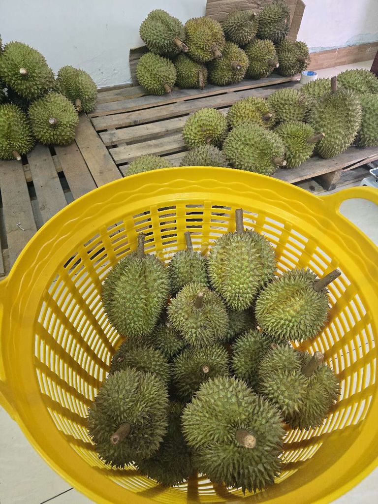 Sầu riêng vườn nhà. RI.THÁI.MUSANGKING. Mua bán Đồ ăn, thực phẩm và các loại khác tại Quận Tân Phú Tp Hồ Chí Minh được đăng bởi Nguyễn Định Thành hình 5