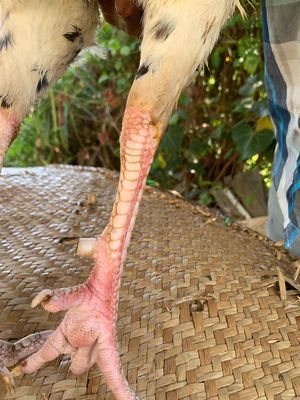 gà bướm siêu thái có liên giáp hậu 3kg. Mua bán Gà tại Thị xã Vĩnh Châu Sóc Trăng được đăng bởi Minh Trần