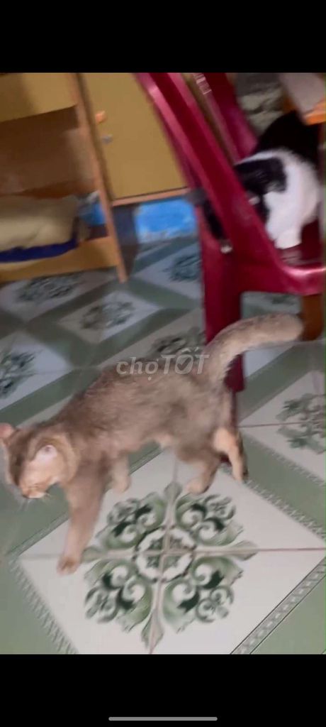 Mèo Xiêm Xám Vàng Bị Nấm Chột Mắt. Mua bán Mèo tại Thành phố Thủ Đức Tp Hồ Chí Minh được đăng bởi Anh Hai hình 1