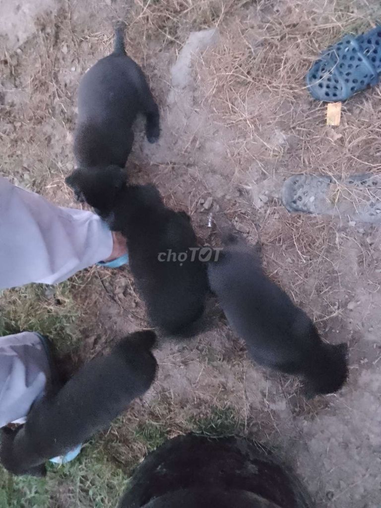 Chó con. Mua bán Chó tại Huyện Vĩnh Cửu Đồng Nai được đăng bởi  son hình 1