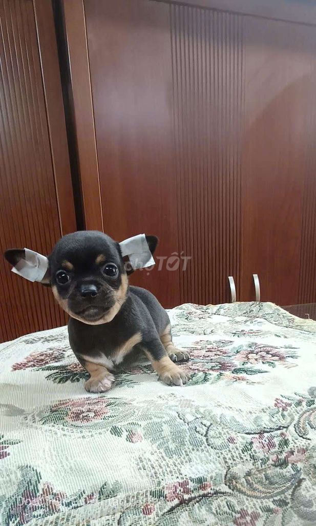 Chó Chihuahua đực . Mua bán Chó tại Quận Bình Thạnh Tp Hồ Chí Minh được đăng bởi Tấn hình 1
