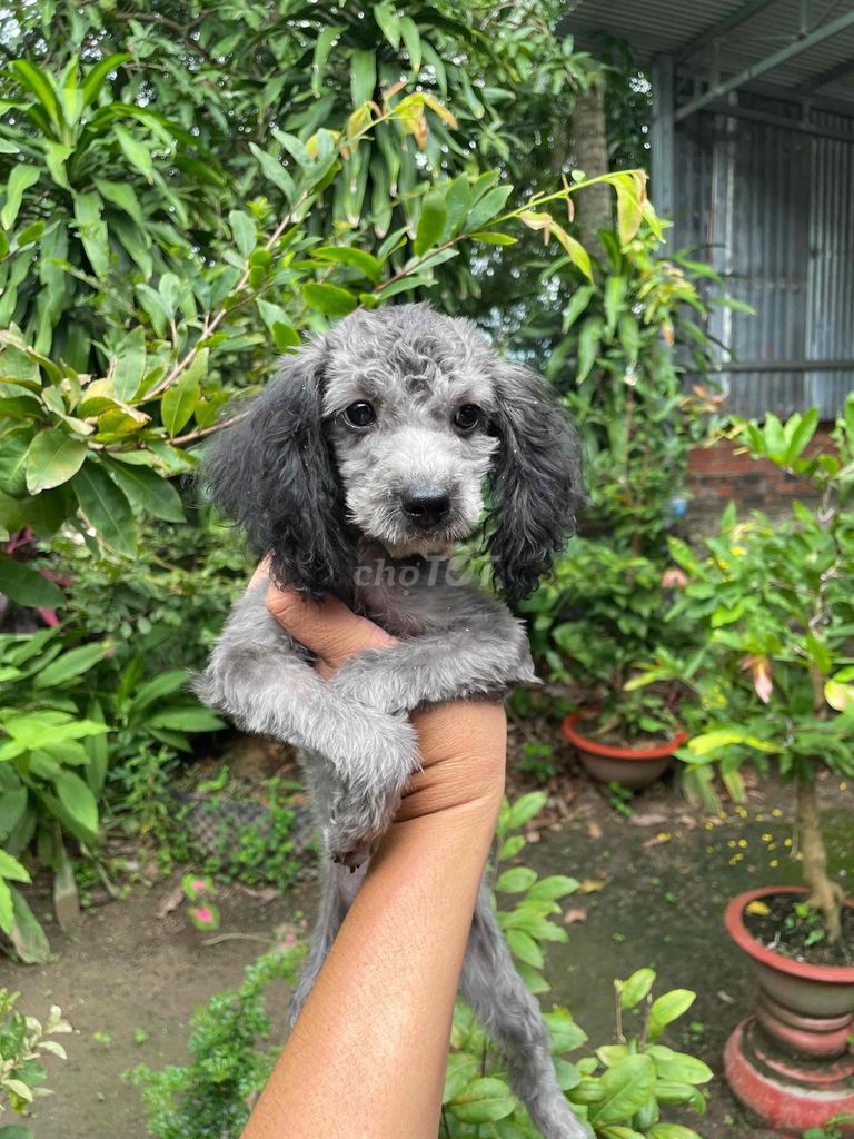 poodle xám. Mua bán Chó tại Huyện Châu Thành Tây Ninh được đăng bởi Linh hình 6