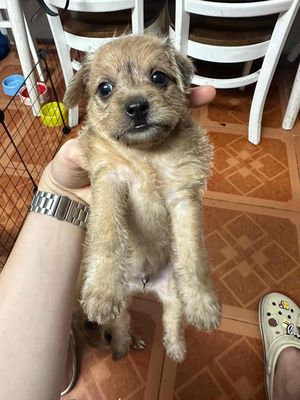 Poodle lai