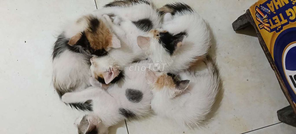 Mèo con nhiều màu cả hai. Mua bán Mèo tại Quận Hai Bà Trưng Hà Nội được đăng bởi Ngọc Hà hình 1