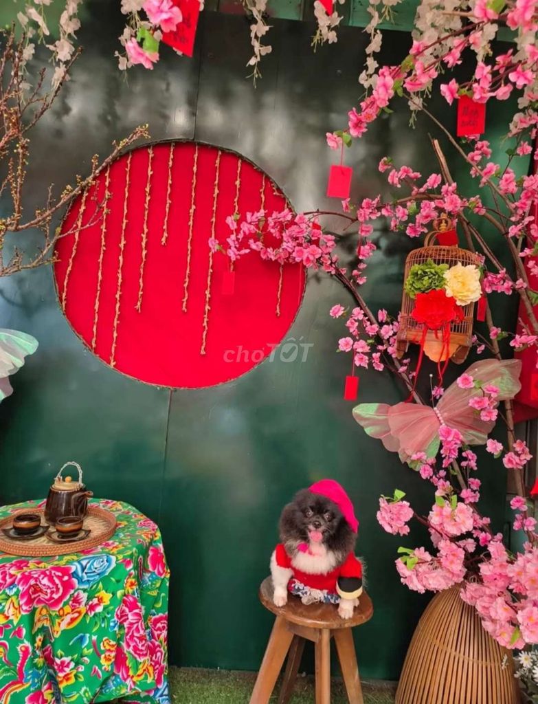 Chó Phốc Sóc cái 3 tuổi. Mua bán Chó tại Quận Ngũ Hành Sơn Đà Nẵng được đăng bởi Thuong Hoai hình 1