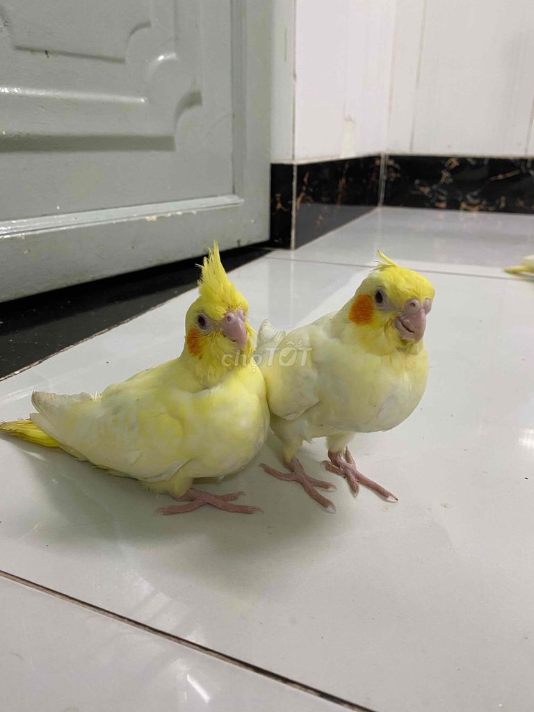 Chim cảnh màu Vàng Khỏe mạnh. Mua bán Chim tại Huyện Hóc Môn Tp Hồ Chí Minh được đăng bởi  86 hình 1
