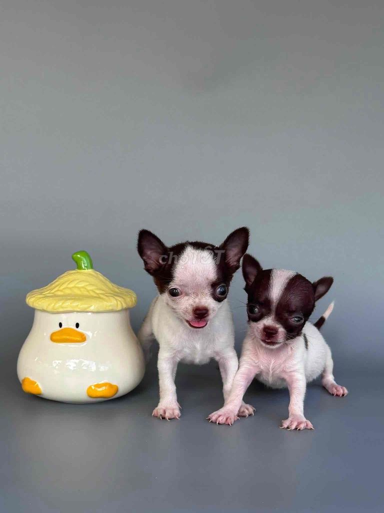 Chó Chihuahua Trắng nâu Nhỏ nhắn Tốt. Mua bán Chó tại Thành phố Bến Tre Bến Tre được đăng bởi Bùi kiều hình 1