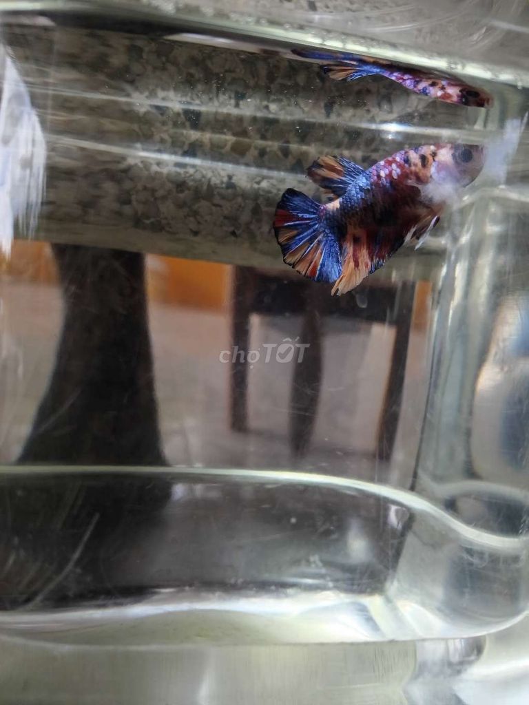 Cá betta 7. Mua bán Thú cưng khác tại Huyện Trà Ôn Vĩnh Long được đăng bởi Hồng Thúy hình 3