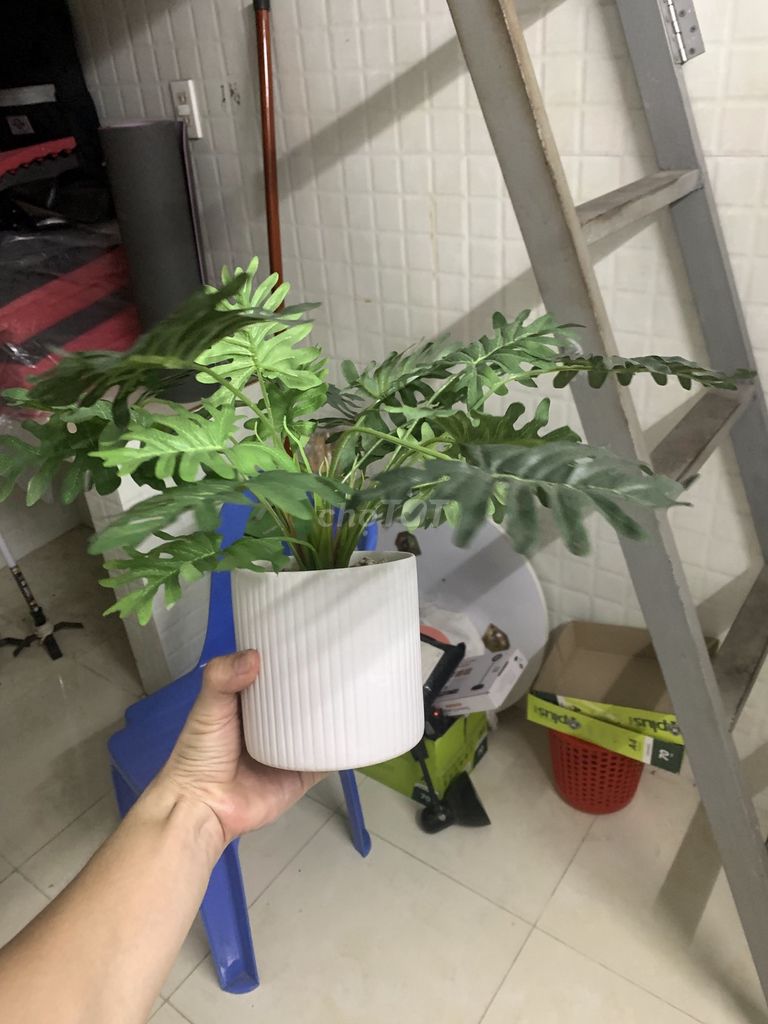 Cây cảnh giả nhựa trang trí nhà cửa. Mua bán Cây cảnh, đồ trang trí tại Quận Tân Bình Tp Hồ Chí Minh được đăng bởi Quân Hồng hình 1