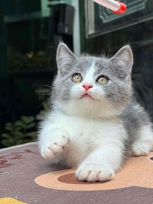 bé mèo lùn. Mua bán Mèo tại Quận Bắc Từ Liêm Hà Nội được đăng bởi Vũ Hữu Tình 