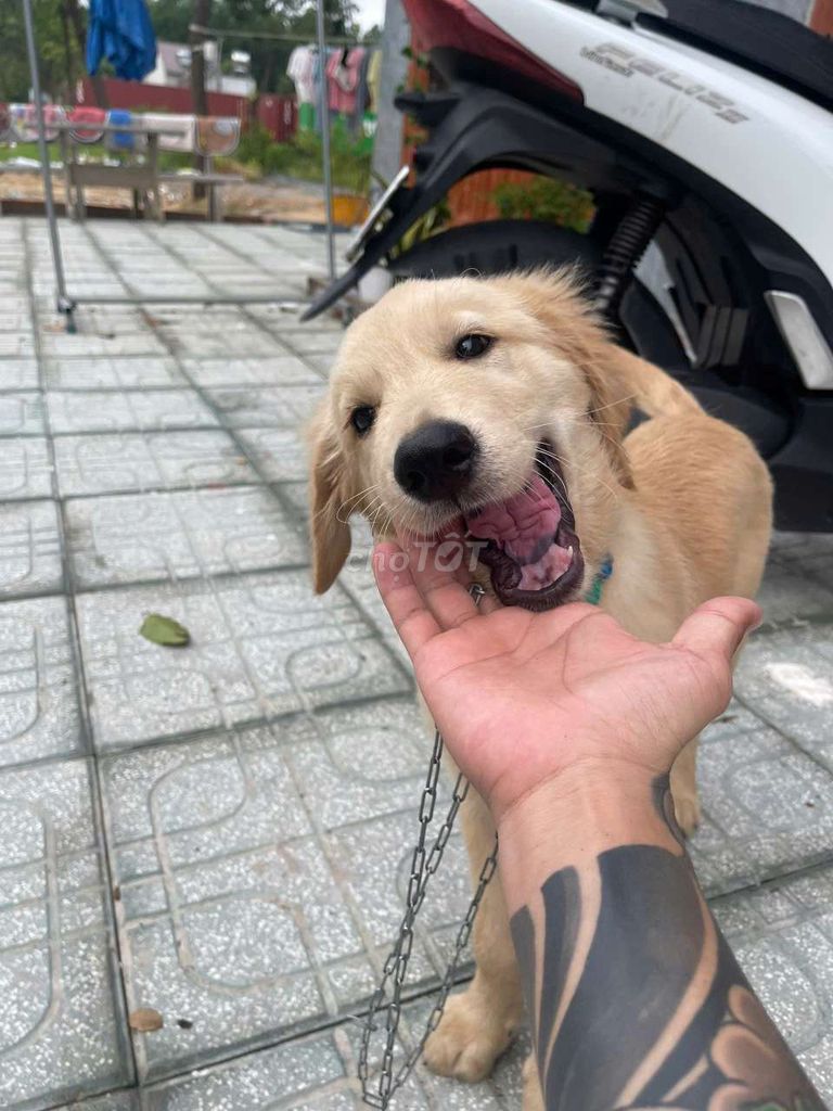 Chó Golden Retriever đực vàng đã tiêm phòng. Mua bán Chó tại Thành phố Thủ Dầu Một Bình Dương được đăng bởi Tín Nghĩa hình 1