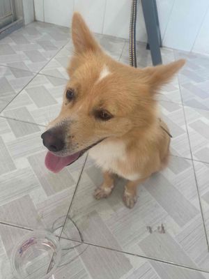 chó bị lạc đang tìm chủ cho bé. Mua bán Chó tại Quận Ninh Kiều Cần Thơ được đăng bởi Van duc