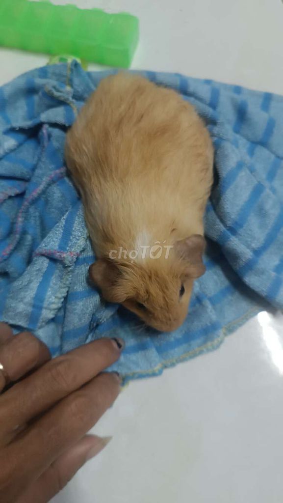 chuột vàng. Mua bán Thú cưng khác tại Quận Bình Tân Tp Hồ Chí Minh được đăng bởi Gia Gia hình 1