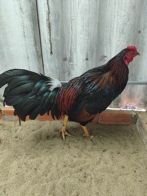 Gà đá. Mua bán Gà tại Huyện Tam Bình Vĩnh Long được đăng bởi Duong vu