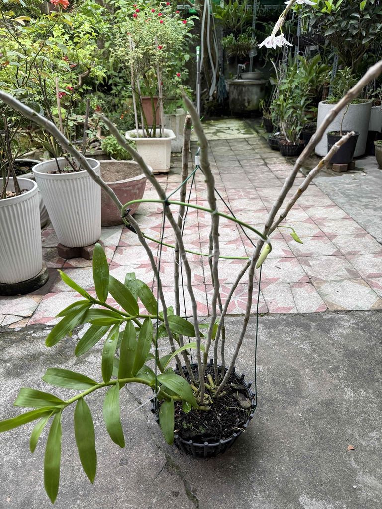 chậu Lan Phi Điệp 5 cánh trắng Fi20. Mua bán Cây cảnh, đồ trang trí tại Thành phố Huế Thừa Thiên Huế được đăng bởi Hoàng hình 1