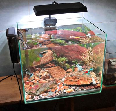 Hồ Cá Thuỷ Sinh Y Hình KT 30x24 Giá 750k Bình Tân. Mua bán Thú cưng khác tại Quận Bình Tân Tp Hồ Chí Minh được đăng bởi Ngọc