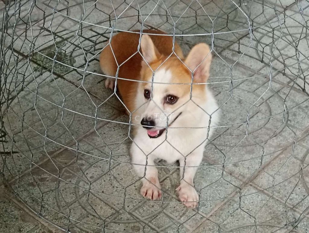 Chó Corgi Đực Thiến . Mua bán Chó tại Huyện Bình Chánh Tp Hồ Chí Minh được đăng bởi Nhân Rottweiler  hình 1