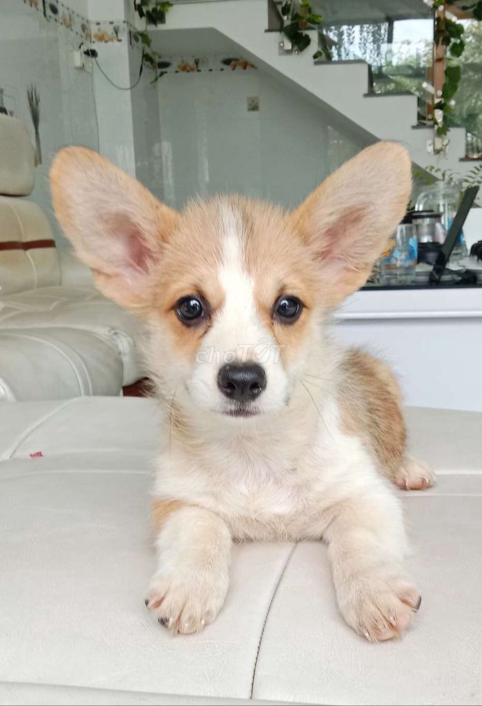 Trại Chó Hoàng Dũng. Corgi Đẹp