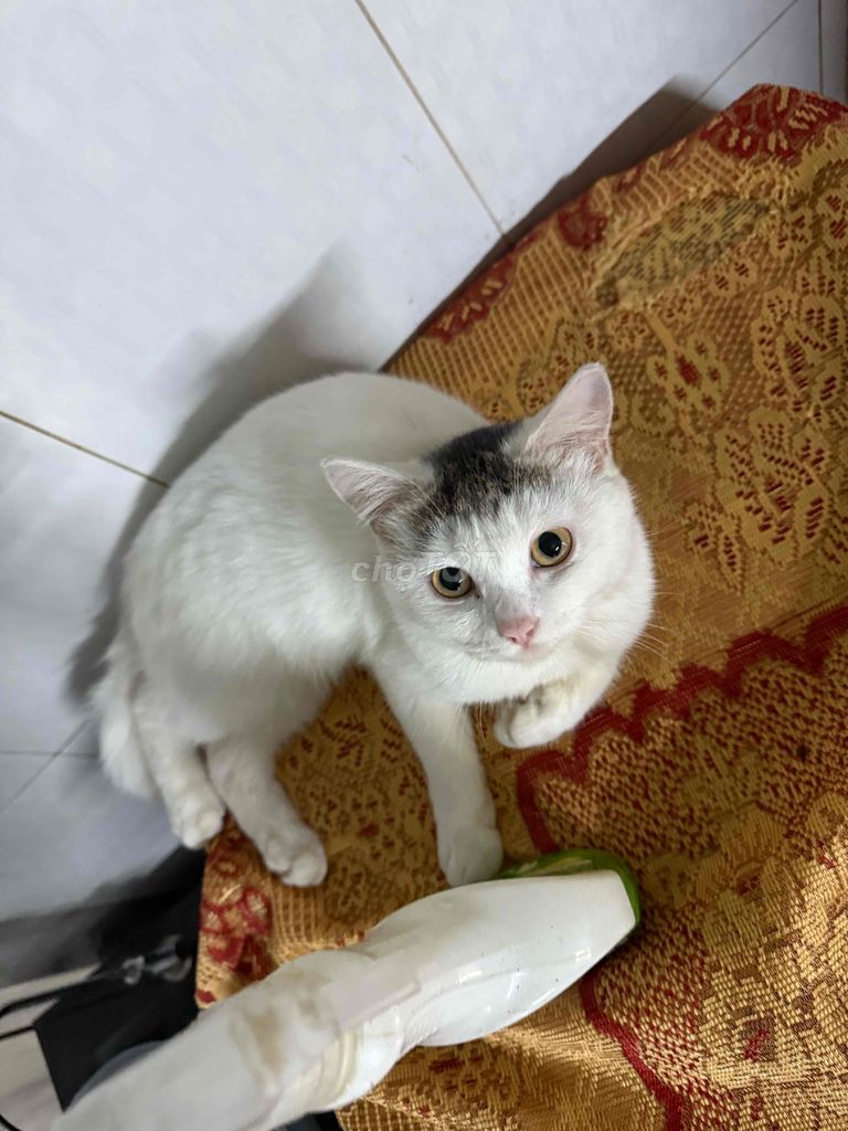 Mèo Anh lông ngắn Trắng con. Mua bán Mèo tại Huyện Thăng Bình Quảng Nam được đăng bởi Cuu Tra hình 1