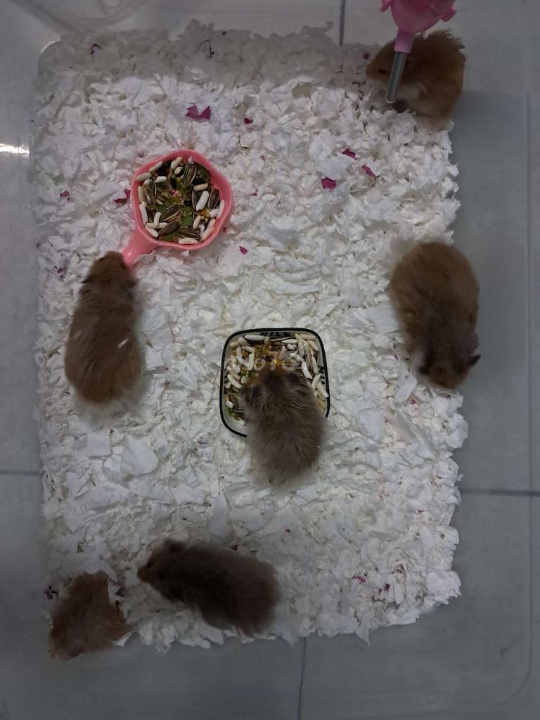 bán gấp 6 em Hamster syrian lớn. Mua bán Thú cưng khác tại Huyện Hóc Môn Tp Hồ Chí Minh được đăng bởi GiaBao hình 1