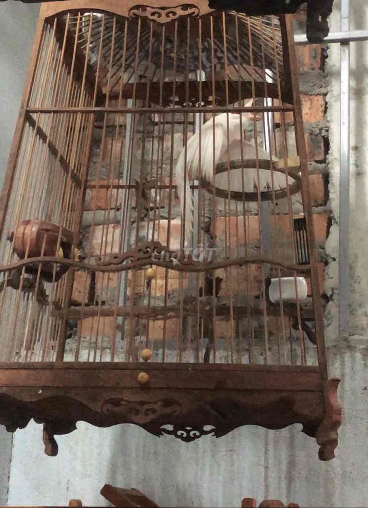 Chim cảnh Trắng Khỏe mạnh. Mua bán Chim tại Quận Bắc Từ Liêm Hà Nội được đăng bởi Tranquangvinh hình 1