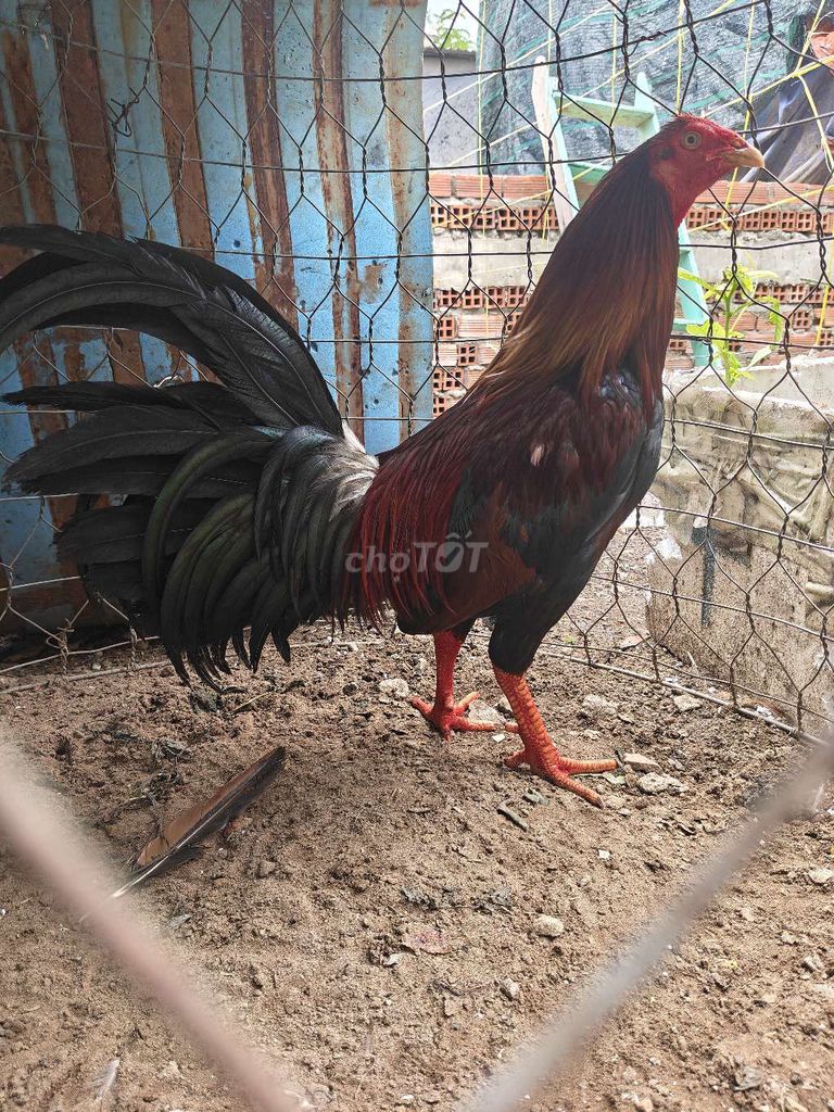 Gà chọi Điều 2.8kg chân vàng 8 móng đen. Mua bán Gà tại Huyện Hóc Môn Tp Hồ Chí Minh được đăng bởi chuyên cung cấp gà đá giá rẻ  hình 1