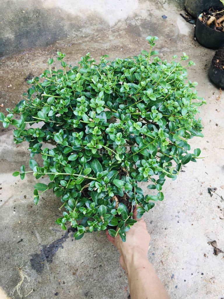 Cây cảnh Xanh lá. Mua bán Cây cảnh, đồ trang trí tại Quận 1 Tp Hồ Chí Minh được đăng bởi chuyên gà tre gia cong và cây cảnh bonsai hình 1
