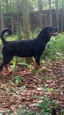 Rottweiler. Mua bán Chó tại Huyện Trảng Bom Đồng Nai được đăng bởi Trần Văn lưu